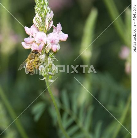 Bee collecting nectar 4643575