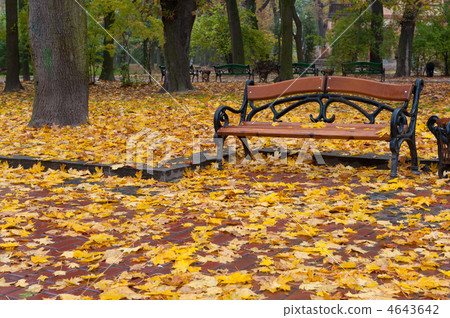Autumn park. Rainy weather Autumn park. Rainy weather 4643642