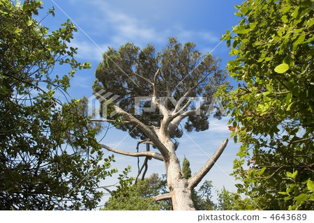 Big abstract tree 4643689