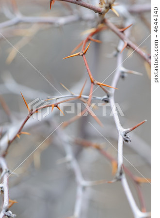 Blackthorn Blackthorn 4644140