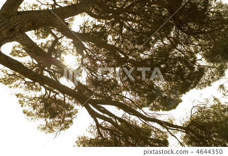 Branches of the big tree 4644350