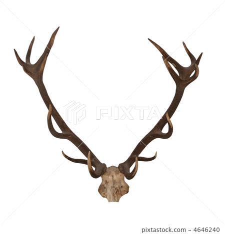 Horns of an animal 4646240