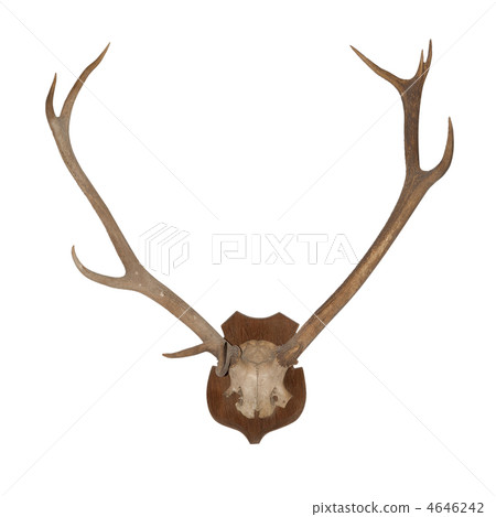 Horns of an animal 4646242