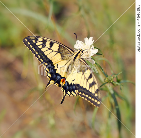 Papilio machaon 4646863