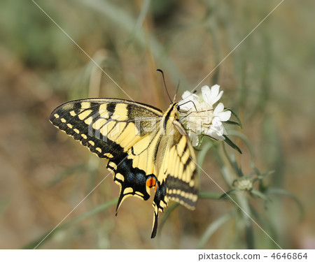 Papilio machaon 4646864