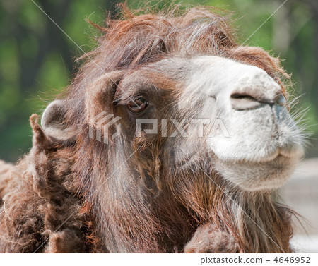 Camel Camel 4646952