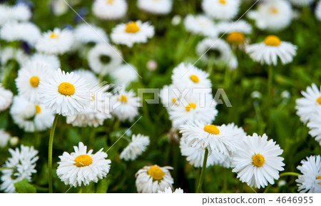 Camomiles Camomiles 4646955