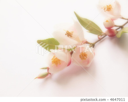 Camellia·Elena·Cascade 4647011