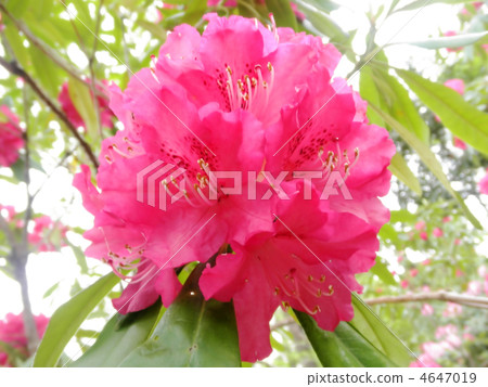 Ishinami花太陽(shabakuha:花語:尊嚴) Ishinami花太陽(shabakuha:花語:尊嚴) 4647019