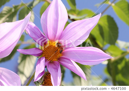 Flowers and honey bees Flowers and honey bees 4647100
