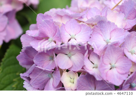 繡球 繡球 4647110