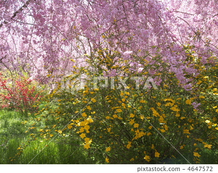 Kyoto hidden spot Harariyaen 4647572