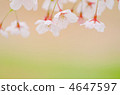 櫻桃樹 4647597