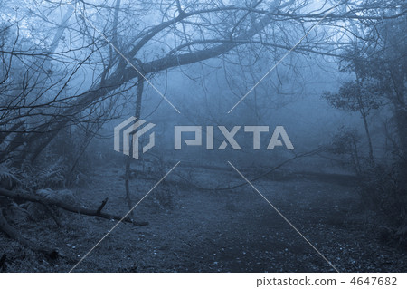 Tropical forest in fog 4647682