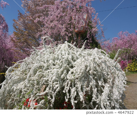Kyoto hide-and-see spot Hararuyuen 4647922