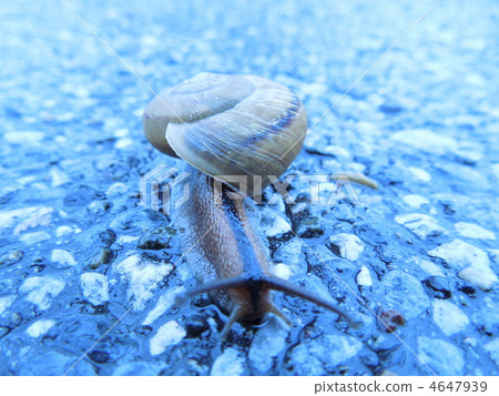 snail, snails, insect 4647939