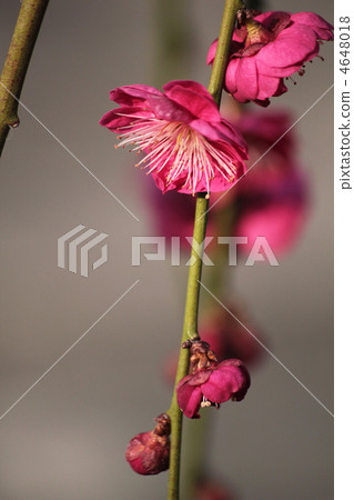 ume, early spring, In Bloom 4648018
