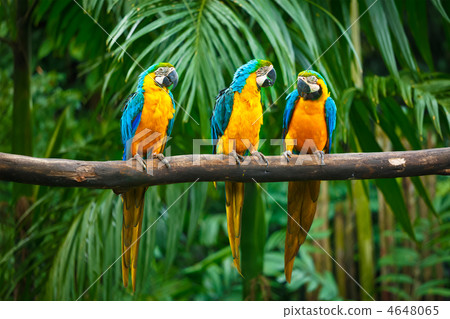 Blue-and-Yellow Macaw 4648065