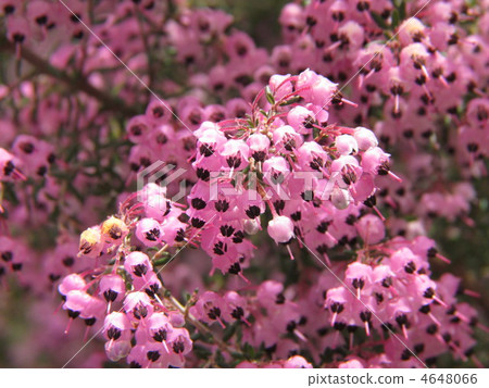 Janome Erika Janome Erika 4648066