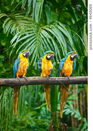 Blue-and-Yellow Macaw Blue-and-Yellow Macaw 4648069