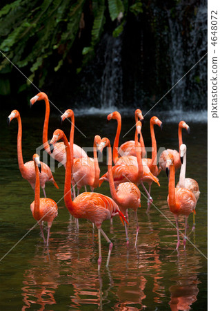 American Flamingo (Phoenicopterus ruber), Orange flamingo 4648072