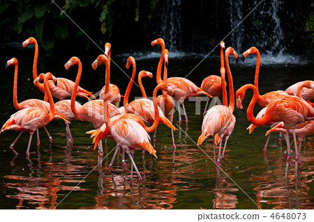 American Flamingo (Phoenicopterus ruber), Orange flamingo American Flamingo (Phoenicopterus ruber), Orange flamingo 4648073
