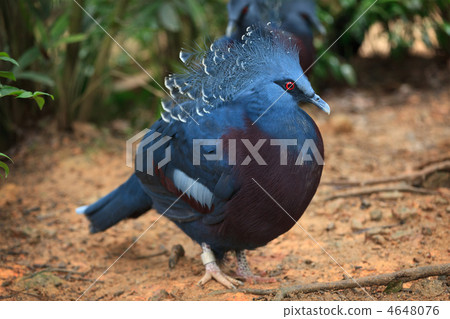 Victoria crowned pigeon Victoria crowned pigeon 4648076