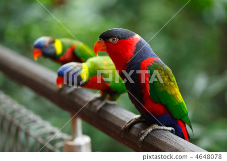 Black-capped lories (Lorius lory) 4648078
