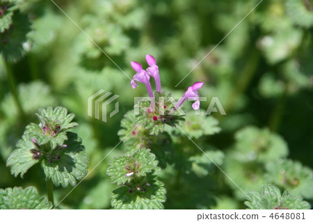 Squat of wild grass 4648081