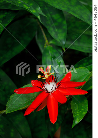 Red Passion Flower 4648084