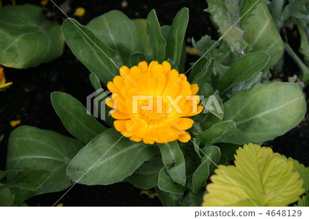 Yellow calendula Yellow calendula 4648129