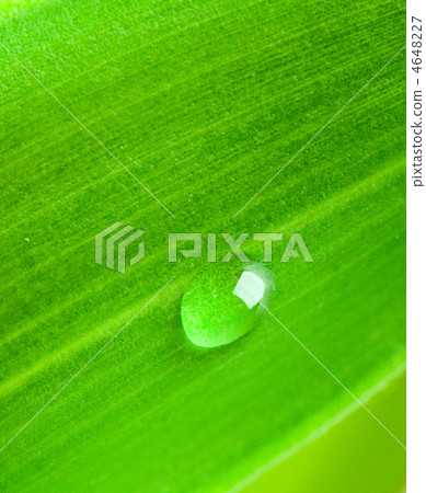 Green leaf with water droplet 4648227