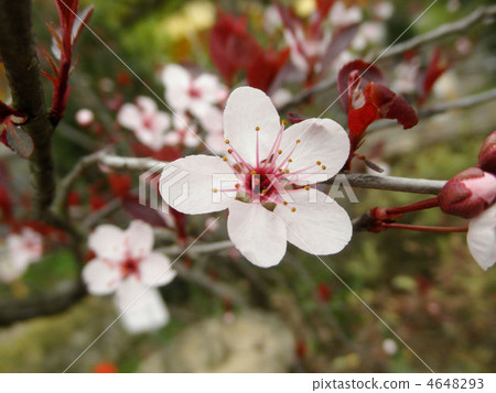 秋葉李(Benibasumomo)又名紅葉櫻花樹(Akasakasakura)花語:忠誠 秋葉李(Benibasumomo)又名紅葉櫻花樹(Akasakasakura)花語:忠誠 4648293