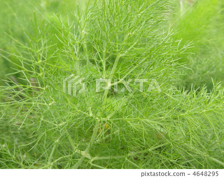 Fenel (Foeniculum Vulgare) Flower language: strength, courage Fenel (Foeniculum Vulgare) Flower language: strength, courage 4648295