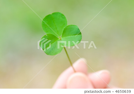 Clover  4650639
