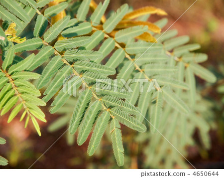 Oyashigi Odigisaw Photo book Oyashigi Odigisaw Photo book 4650644