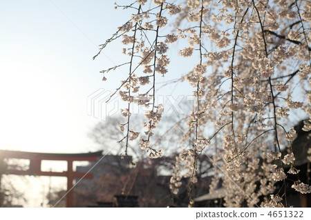 Hirano Shrine Haruna 4651322