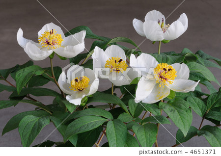 白花亞麻牡丹 4651371