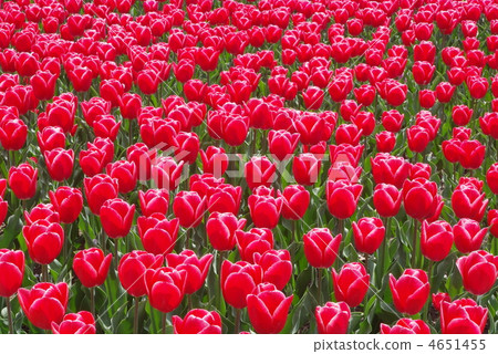 鬱金香領域 鬱金香領域 4651455