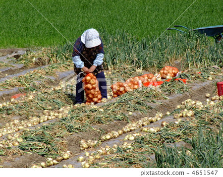 收穫洋蔥 4651547