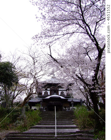 埼玉縣的一百個Kodo Kodama和櫻花 4651552