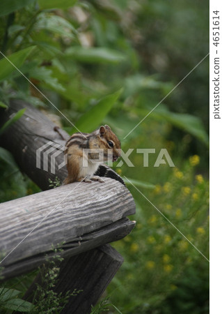 在Mashuu的松鼠 在Mashuu的松鼠 4651614