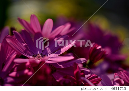 silicification, florist's cineraria, sweet osmanthus 4651713