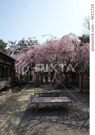 Spring fireworks Tianmangu 4651729