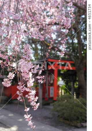 Spring fireworks Tianmangu 4651734