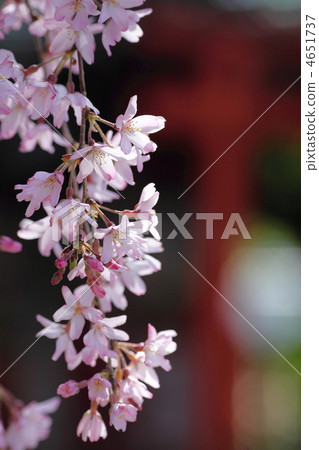 A weeping cherry tree and a red torii gate 4651737