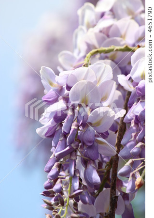  紫藤花 4651790