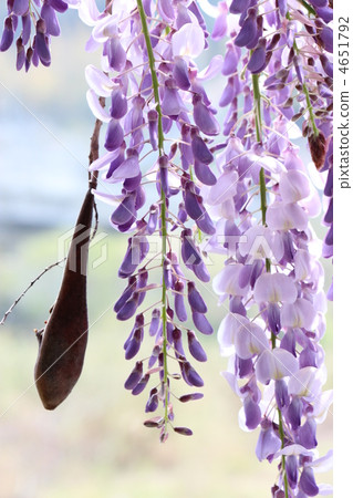  紫藤花 4651792