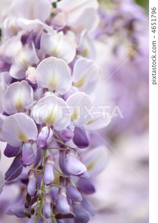  紫藤花 4651796
