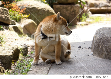 Shiba Inui 1 year and a half Shiba Inui 1 year and a half 4651843